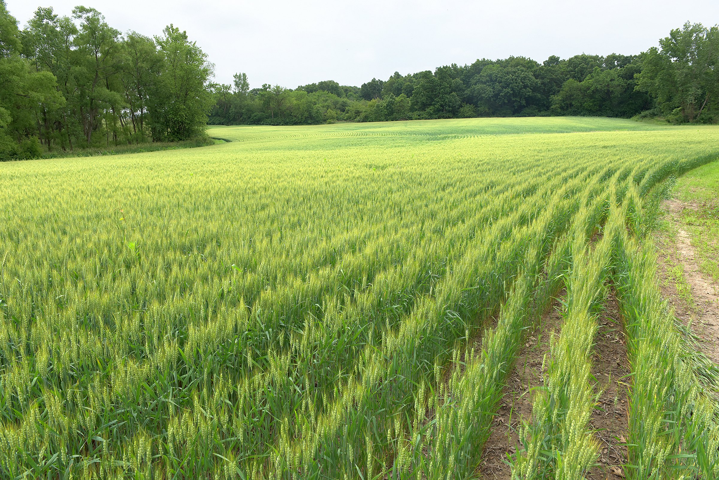 Lake County, Indiana farmland - LAND AUCTION - 147+/- ACRES OFFERED IN 3 TRACTS IN LAKE COUNTY, INDIANA